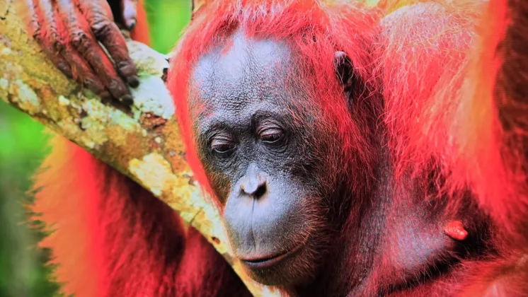 Philips Evnia 32M2N8900 recenze